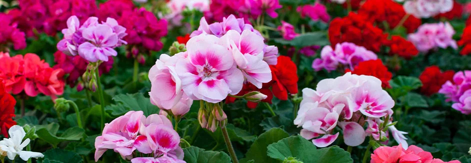 Bunte Geranienblüten